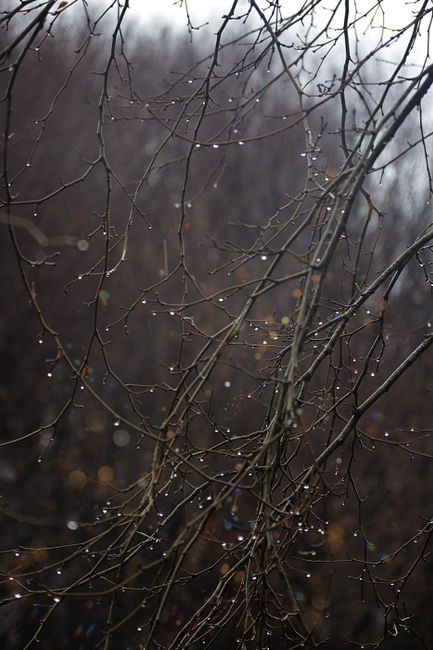 Close-up of bare tree branches adorned with dew drops, capturing the essence of winter's chill.