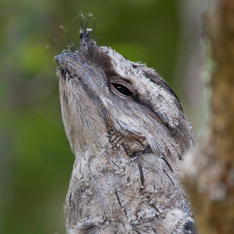 Free stock photo of frogmouth