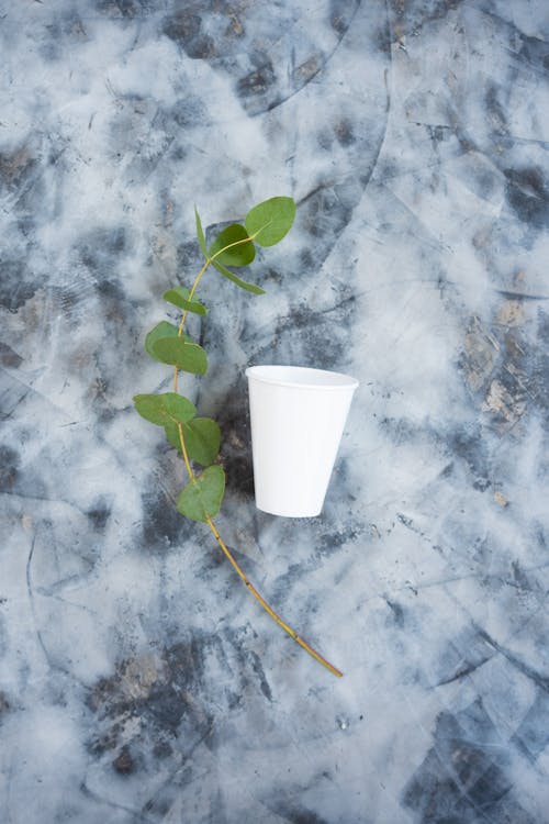 Green Plant and Paper Cup on Marble Surface 
