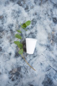 Eucalyptus branch on marble with eco-friendly paper cup in high angle composition. — photo by Mikhail Nilov