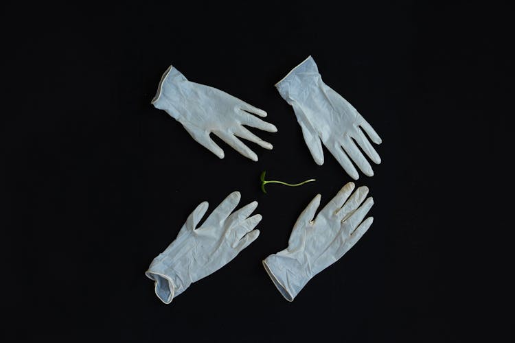 A Seedling And Surgical Gloves