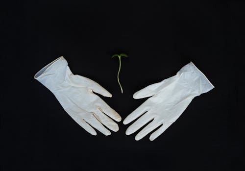 Close-up of a Seedling and Surgical Gloves