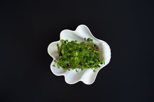 Overhead Shot of Garden Cress