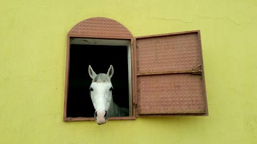 Základová fotografie zdarma na téma budova, hlava, kůň