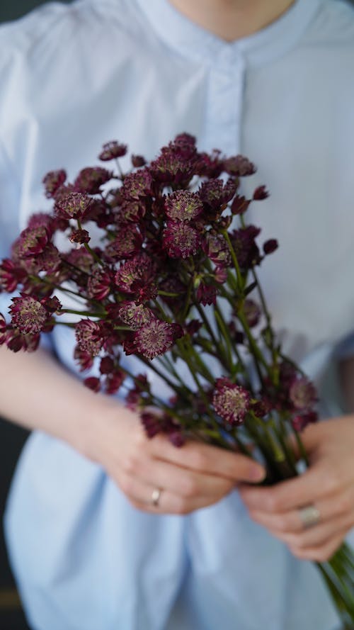 Crop unrecognizable female with blossoming burgundy floral bouquet with gentle petals on thin stems on blurred background
