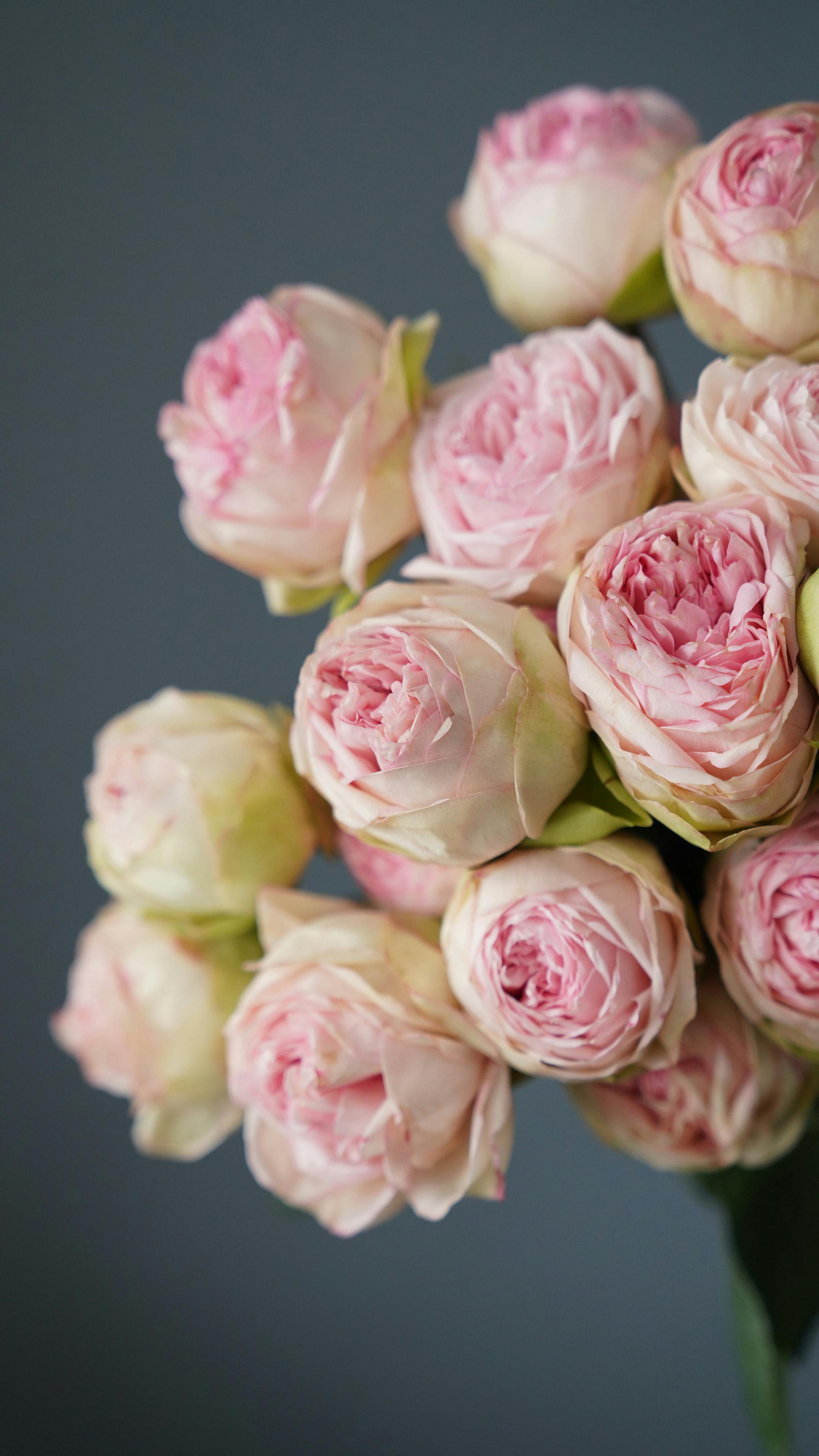 fragrant blossoming rose bouquet with tender buds