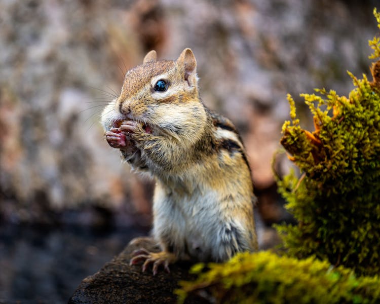 Small Chipmunk Eating Nut On Stone Against Plant