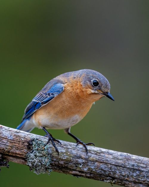 Free Small omnivorous bird with colorful plumage and pointed beak sitting on wooden beam while looking at camera on green background Stock Photo