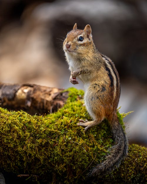 Small chipmunk with striped ornament on coat looking at camera in daytime on blurred background