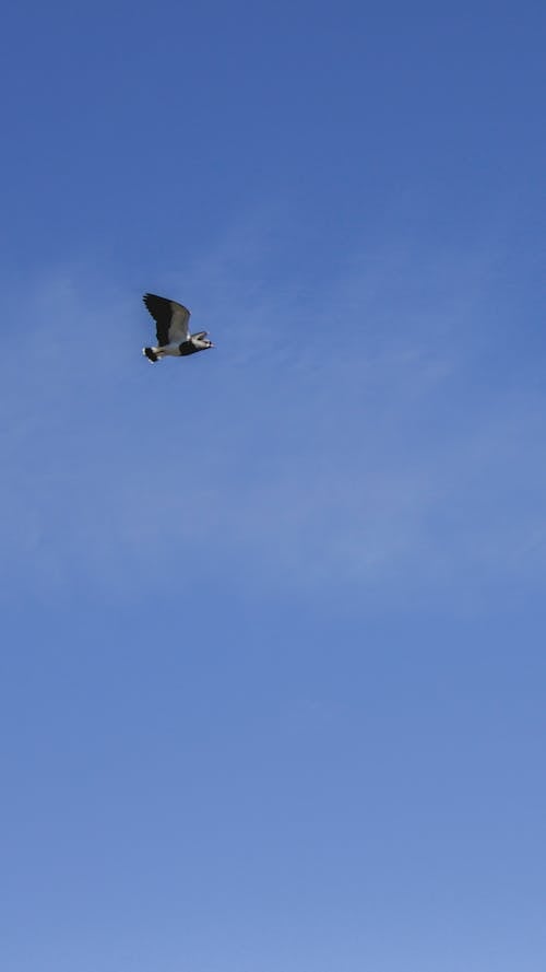 Free stock photo of bird photography, birds, blue sky