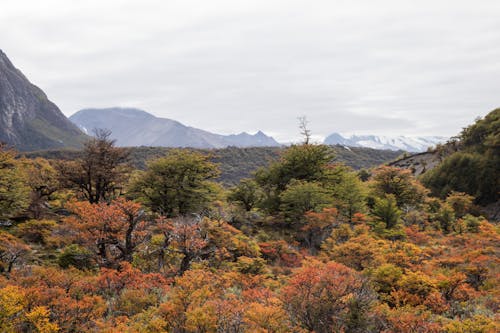 Free stock photo of adventure, argentina, forest