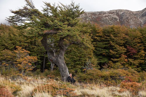 巴塔哥尼亚, 樹木, 阿根廷 的 免费素材图片