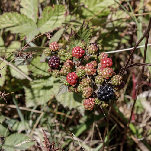 Free stock photo of blackberries, blurry background, bush