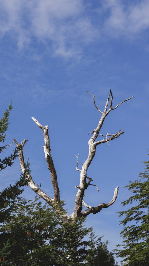 Бесплатное стоковое фото с деревья, затуманенное небо, куст