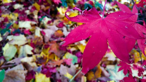 Free stock photo of colors of autumn, fall leaves