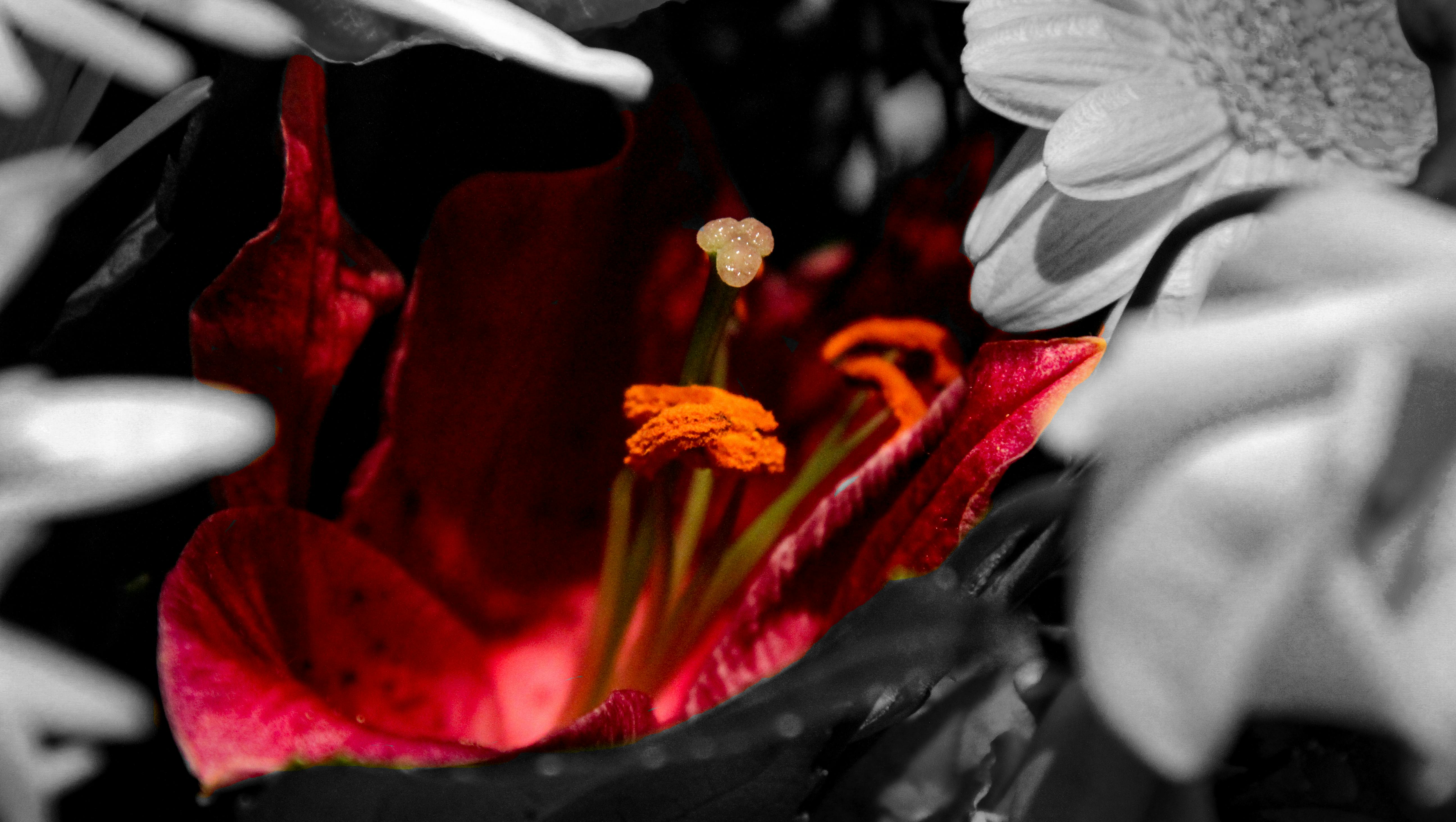 Gambar Kelopak Bunga Hitam Putih - Gambar Bunga HD