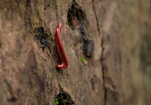 Kostenloses Stock Foto zu insekten, wild