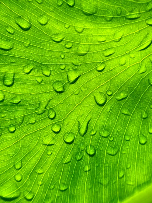 Water Droplets on a Green Leaf 
