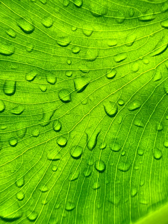 Water Droplets on a Green Leaf 