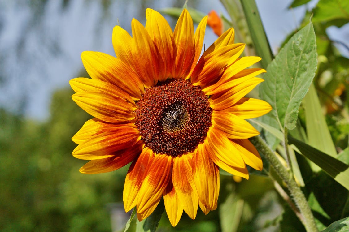 Close up of Sunflower