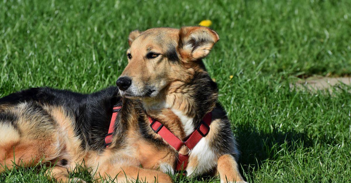 Chien Beauceron : Guide Complet Race et Santé