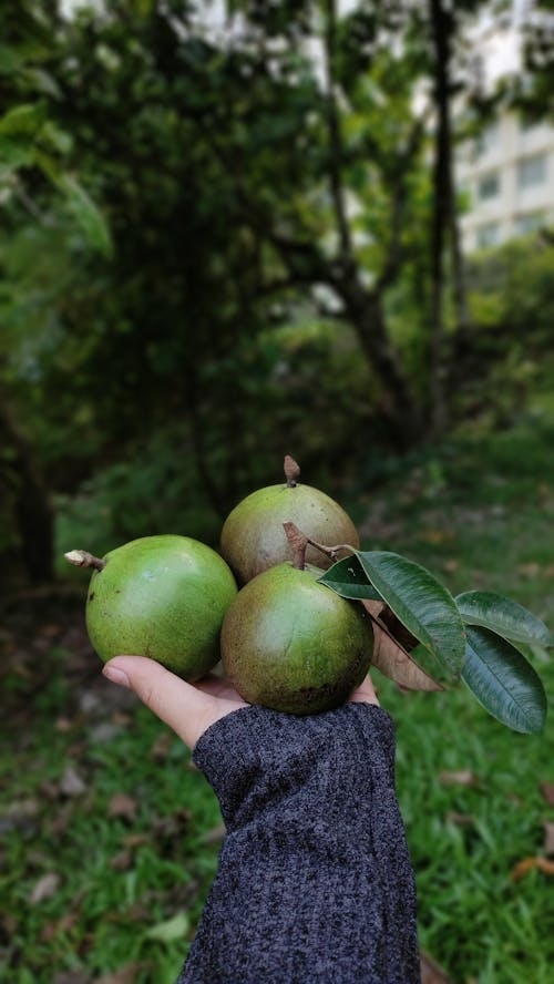 Foto d'estoc gratuïta de collita, deliciós, fruites