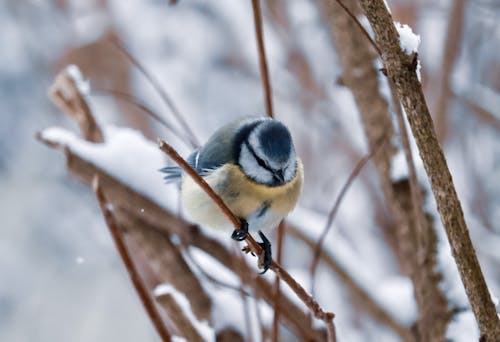 Close-Up Shot of Eurasian Blue Tit Perched on a Twig