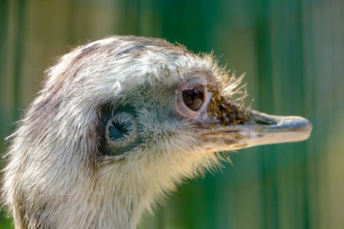 Fotobanka s bezplatnými fotkami na tému divočina, fotografovanie vtákov, hĺbka ostrosti