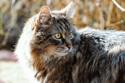Close-Up Shot of a Domestic Long-Haired Cat 