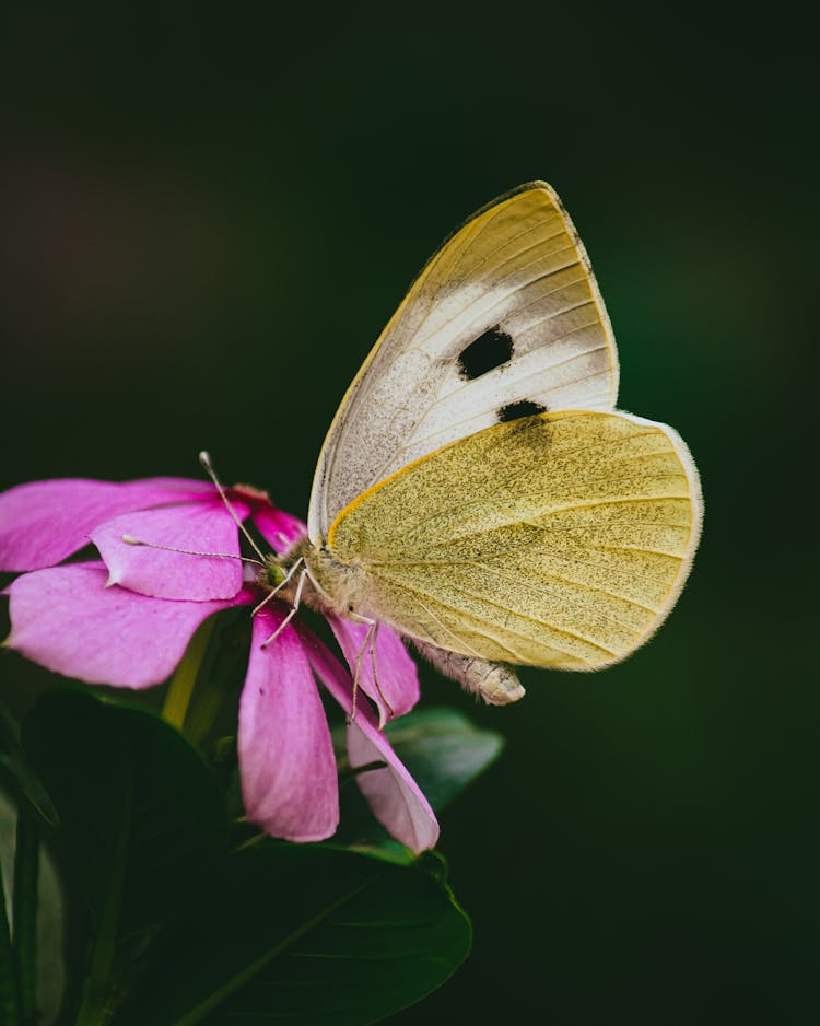 White Butterfly On A Flower 