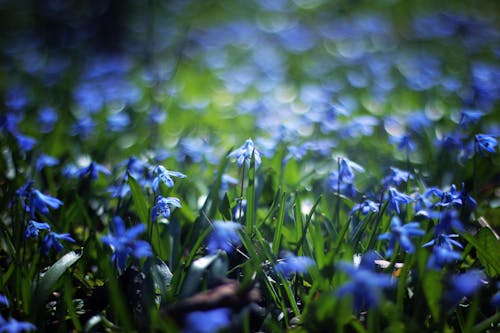 昼間の青い花びらの花のクローズアップ写真