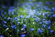 蓝色野花在郁郁葱葱的绿草地上引人入胜，唤起春天的宁静感