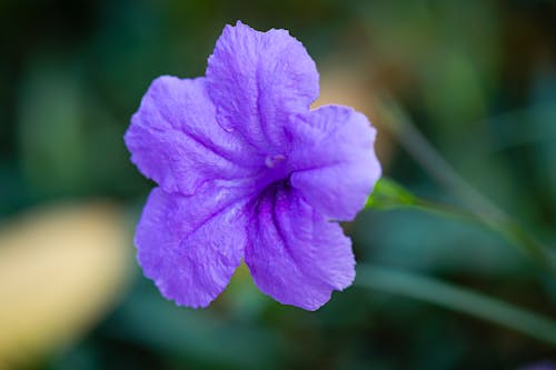 Free Closeup of violet Ruellia Simplex with green stem growing in park on blurred background Stock Photo