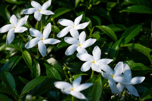 White flowers with green leaves