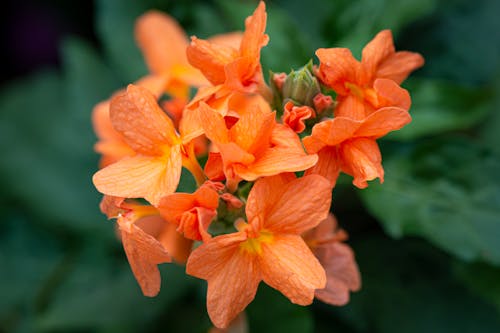 Blossoming flower with orange petals