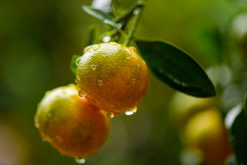 Foto profissional grátis de agricultura, agronomia, alimento