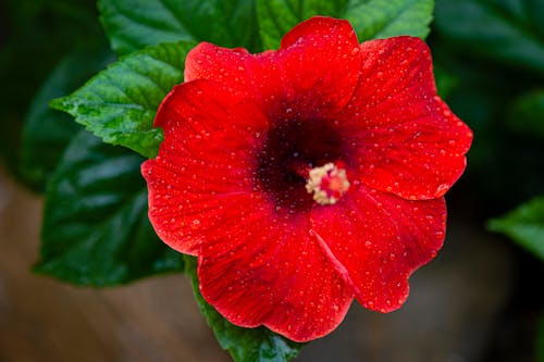Free Close-Up Shot of a Wet Red Hibiscus in Bloom Stock Photo