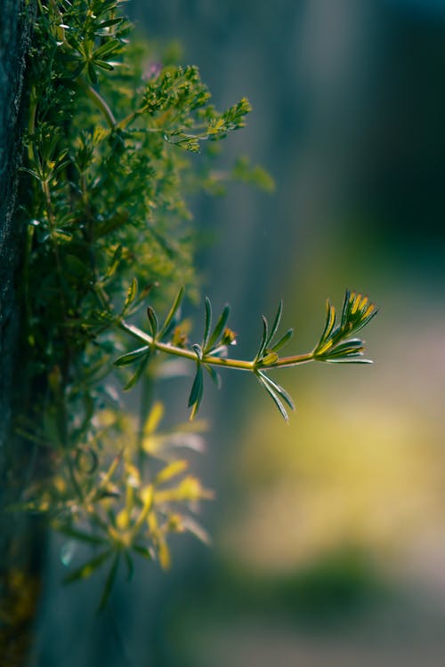 Close-up of Green Plant 