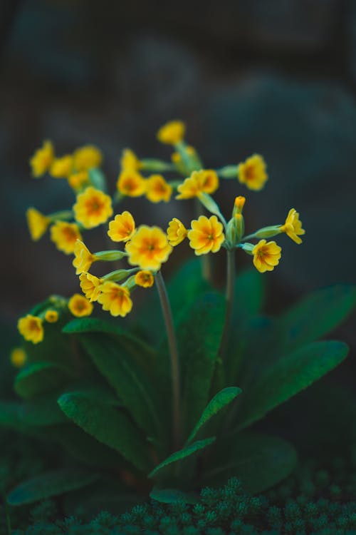 Free Yellow Flowers With Green Leaves Stock Photo