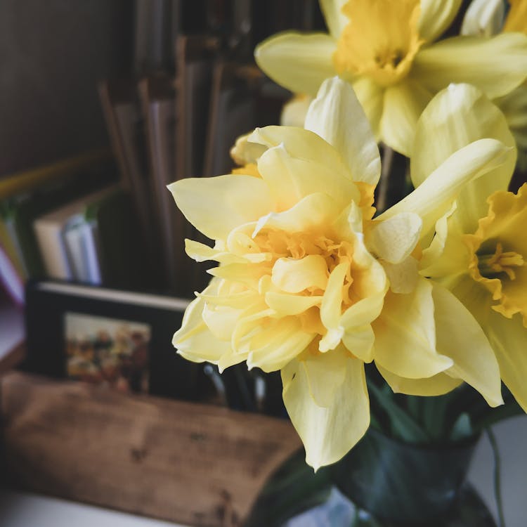 Bouquet Of Fresh Narcissus Flowers