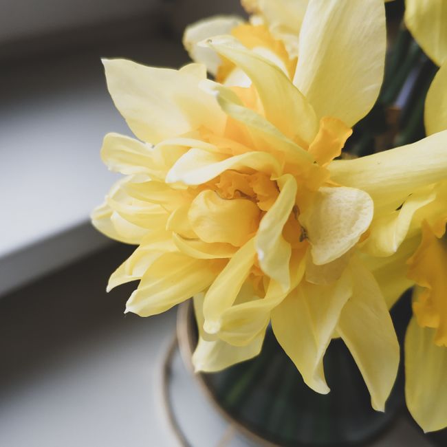 From above bouquet of fresh narcissi with tender yellow petals placed on white table in light room on blurred background