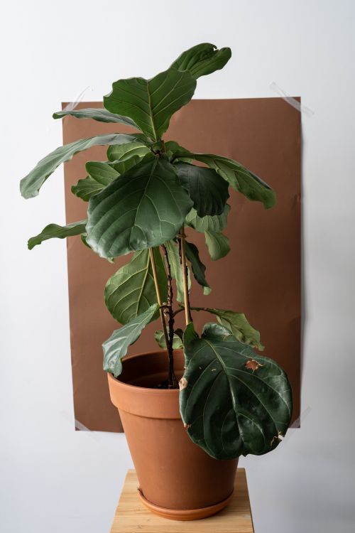 Free Close-up of a fiddle leaf fig plant in a terracotta pot against a brown paper backdrop. Stock Photo