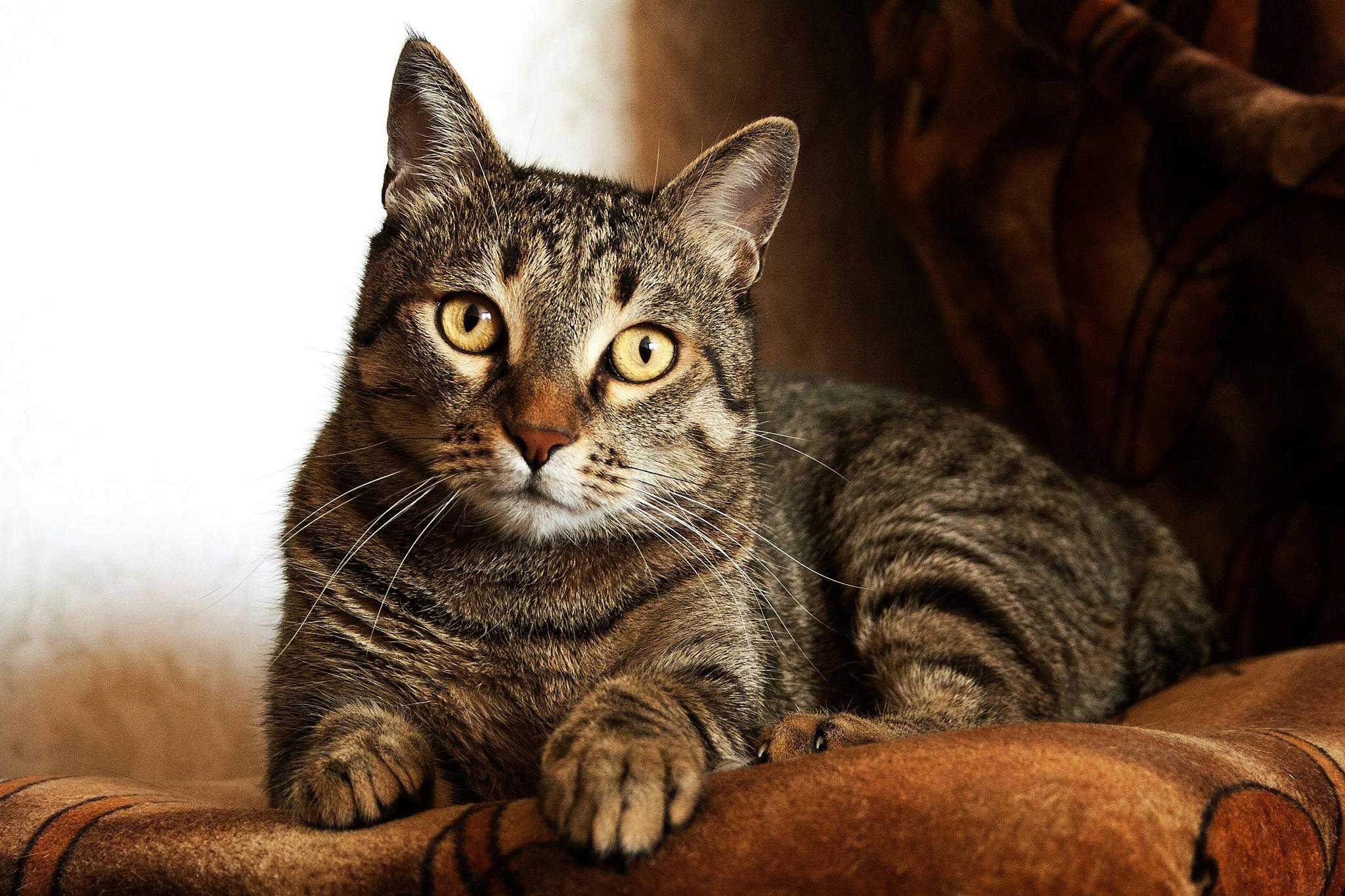 tabby cat white and black