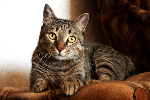 бесплатная Взрослый коричневый полосатый кот Стоковое фото
