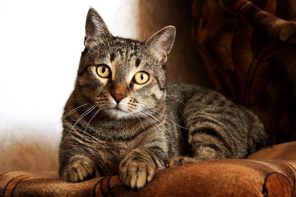 Adult Brown Tabby Cat · Free Stock Photo - 1200 x 627 jpeg 109kB