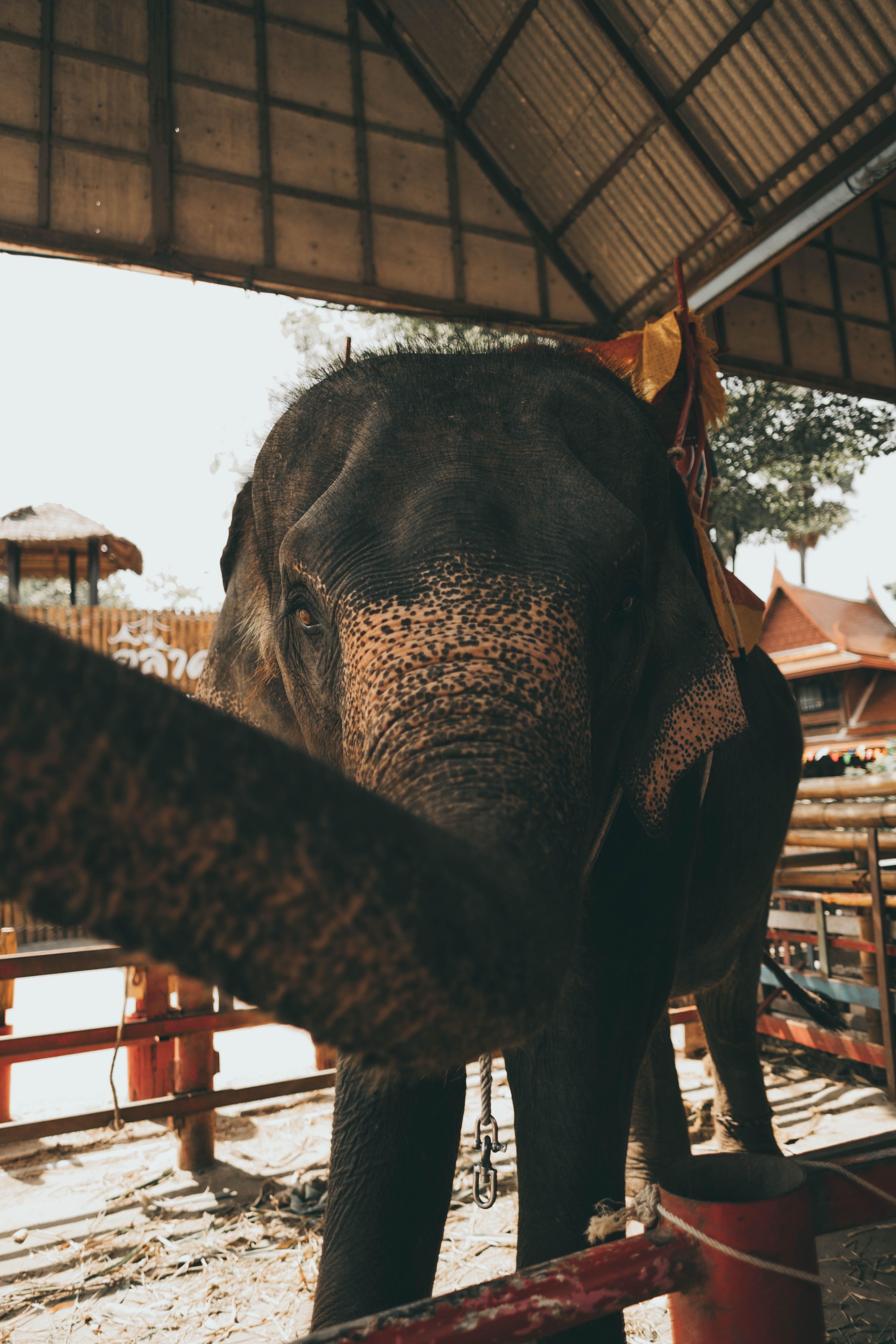 Sanctuaires d'éléphants