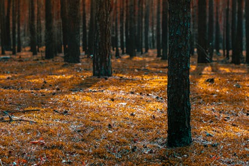 Fotobanka s bezplatnými fotkami na tému exteriéry, jesenný les, kmene stromov