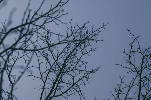 Free A tranquil view of bare tree branches silhouetted against a serene sky. Stock Photo