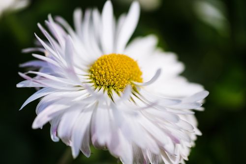 Free Detailed close-up of a blooming white oxeye daisy with a blurred green background. Stock Photo