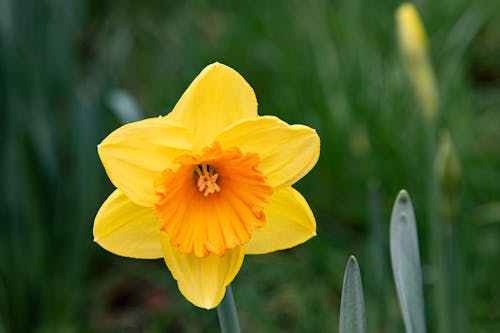 Imagine de stoc gratuită din a închide, floare galbenă, fotografie de flori